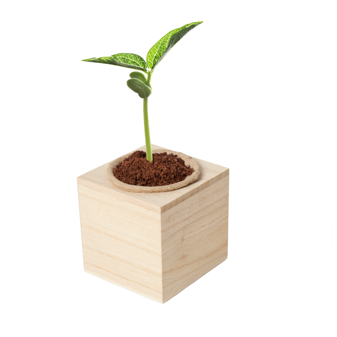 Grow your Garden - Basil (3+) – ambar